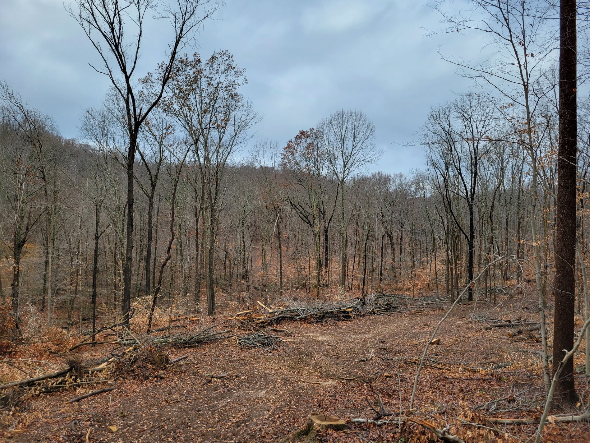 Forest management work to let more sunlight hit the forest floor.