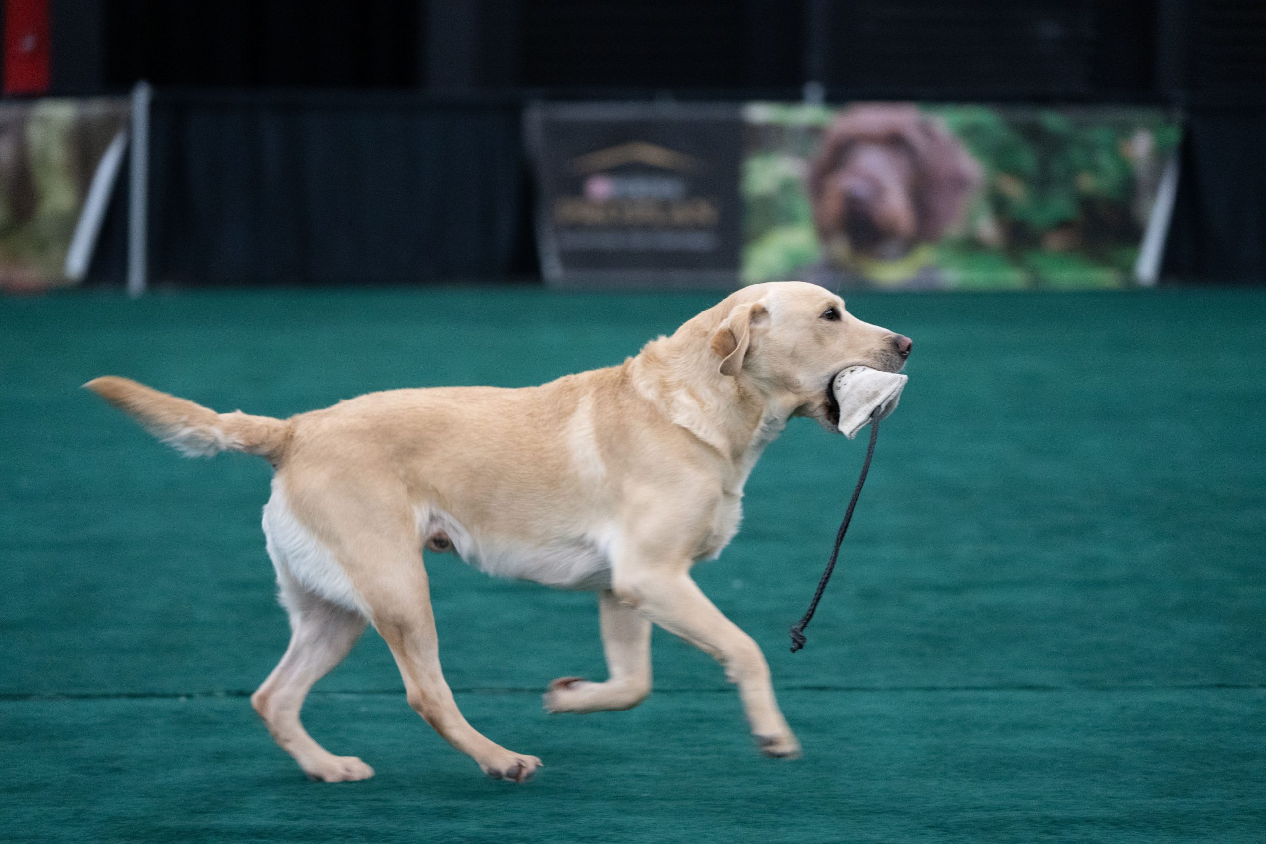 yellow lab retrieving a bumper