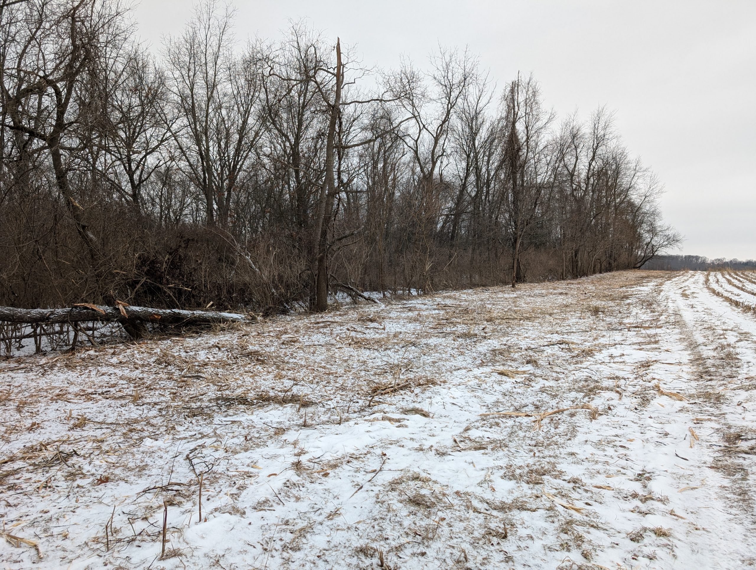 Post-treatment at the Mackinaw River State Fish and Wildlife Area