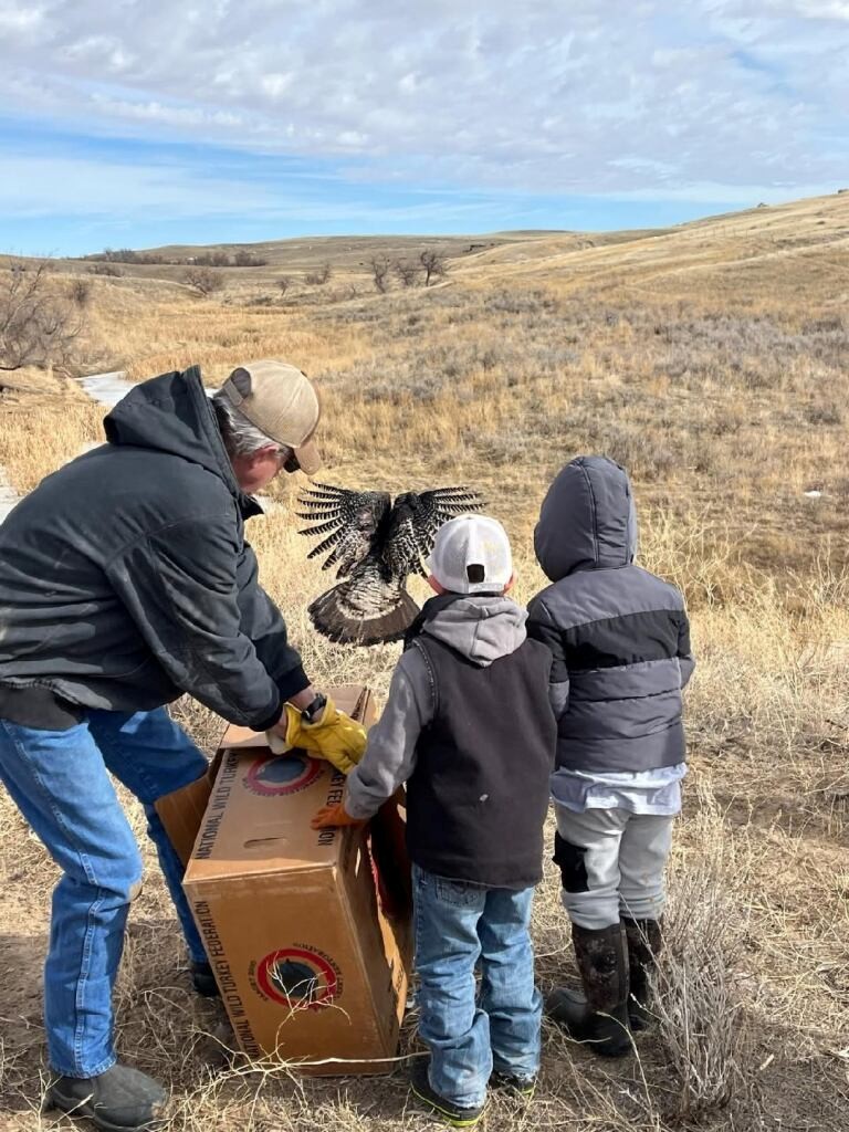 Kindergarten release of wild turkeys