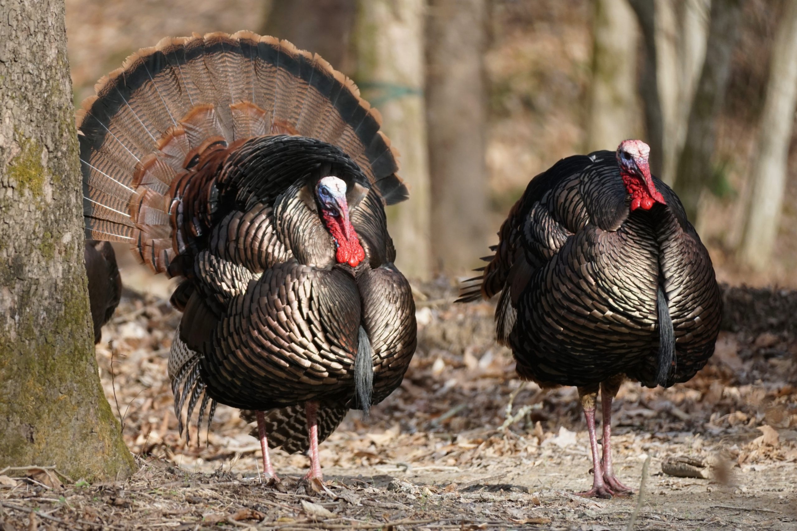 Two toms, one strutting.