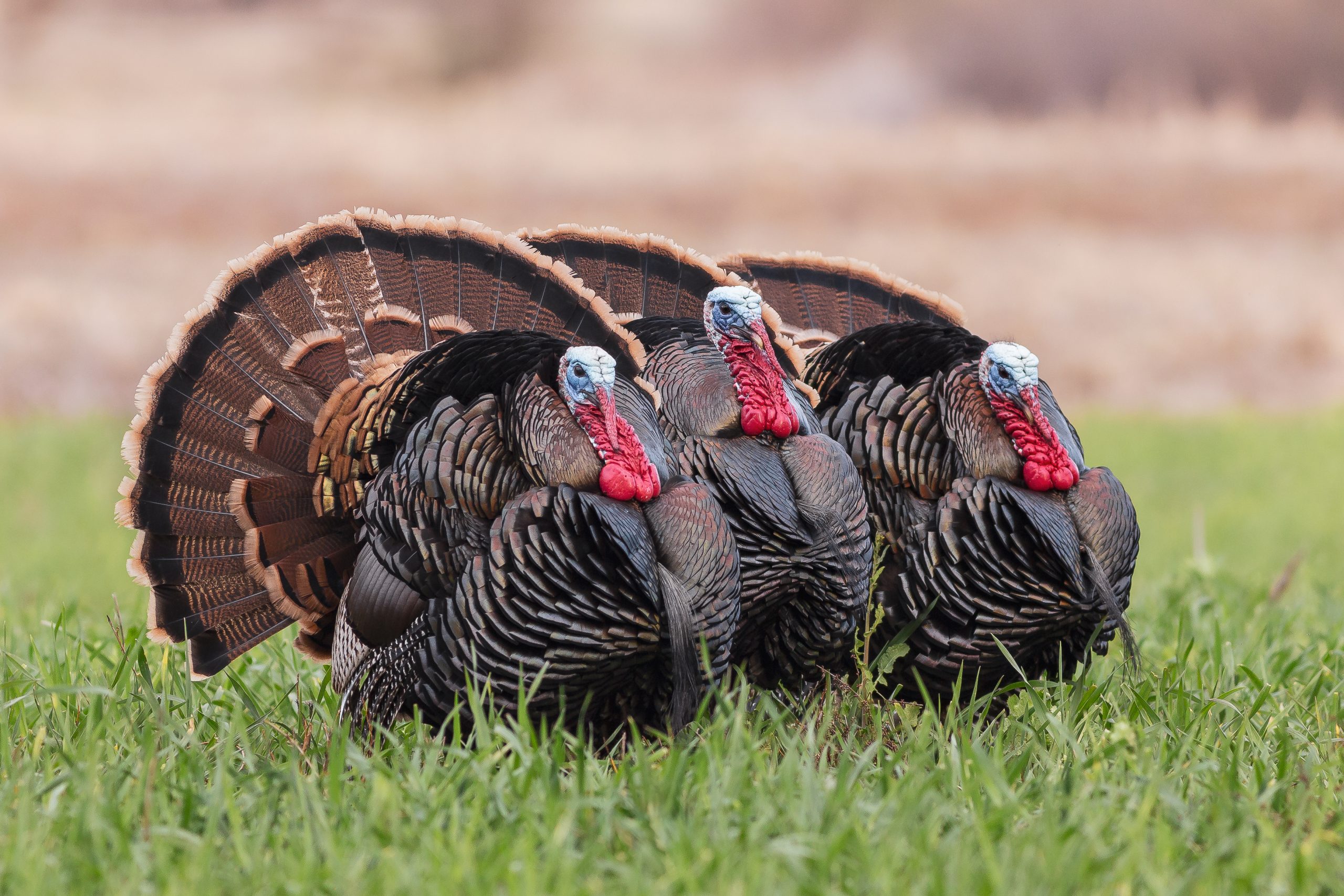 Three turkeys strutting in a grassy field