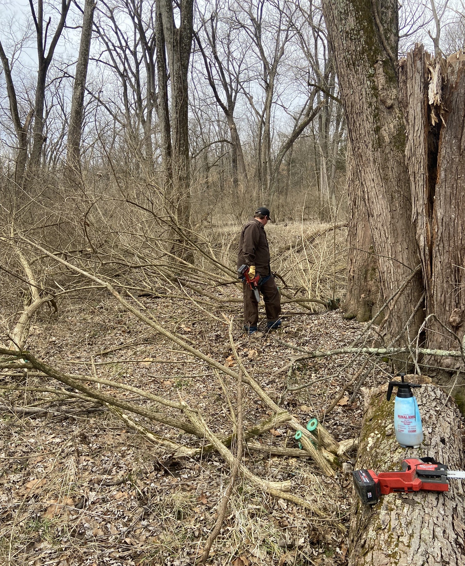 Bush honeysuckle removal