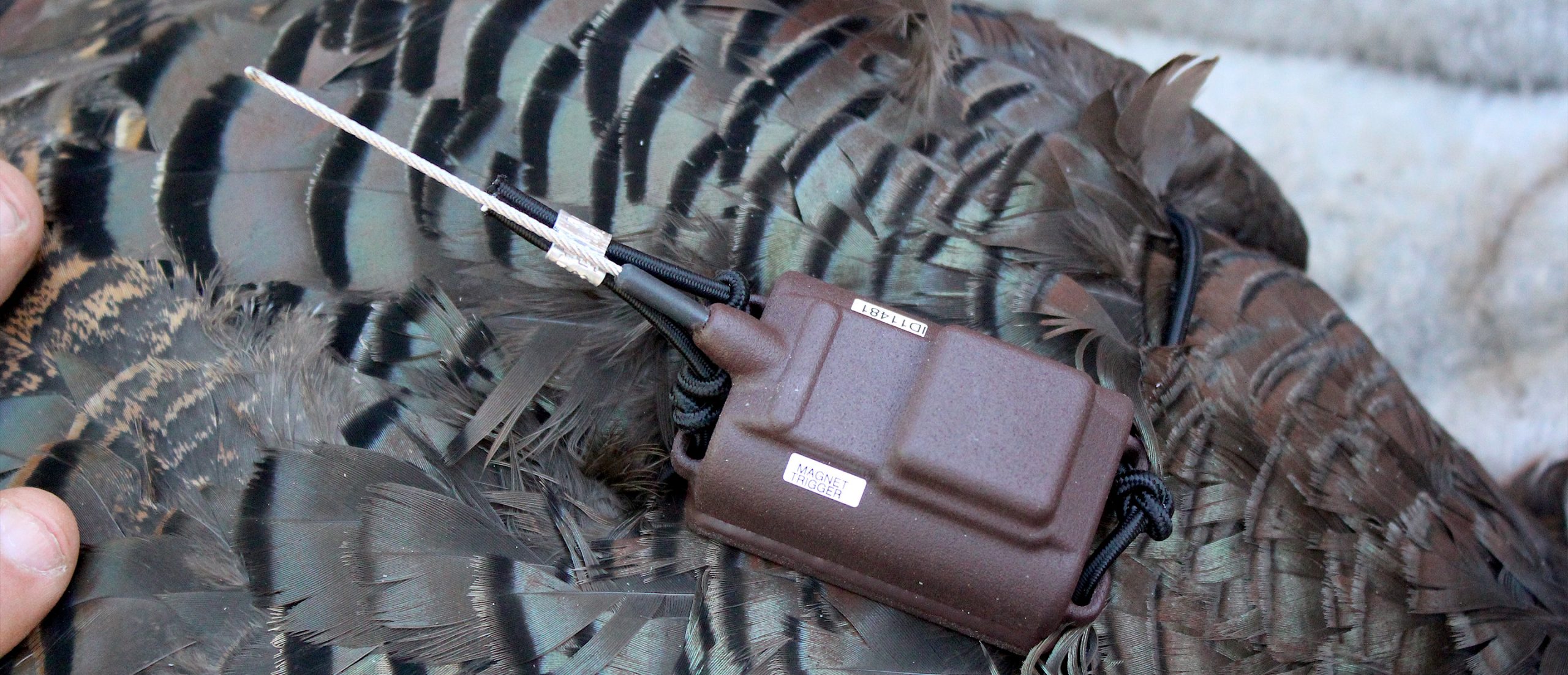 up close shot of GPS transmitter on wild turkey